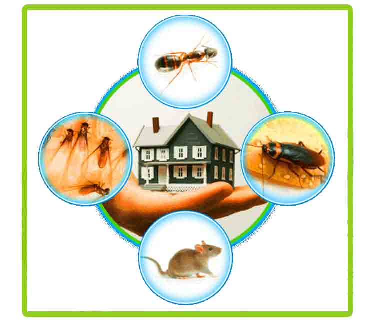 universal high care pest management services universal high care pest management services